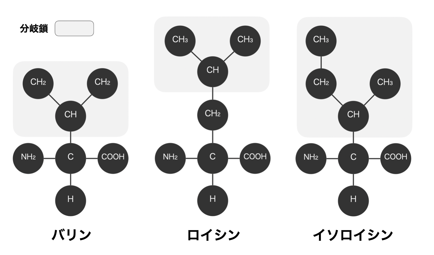 BCAAとEAAの違いとは？どっちがいいか目的別に解説 SAURUS
